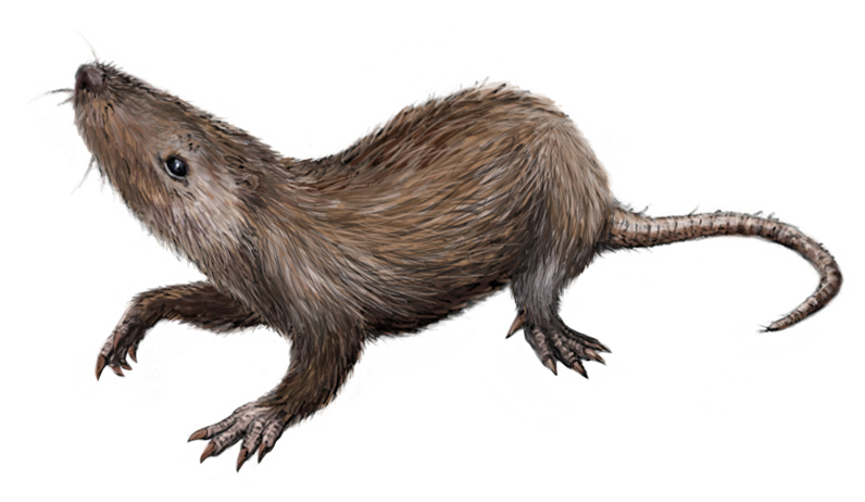 The Multituberculate Champions (Image Credits: Wikimedia)