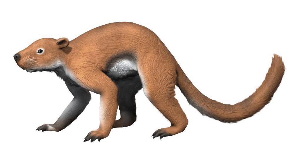 The Ecological Conquest