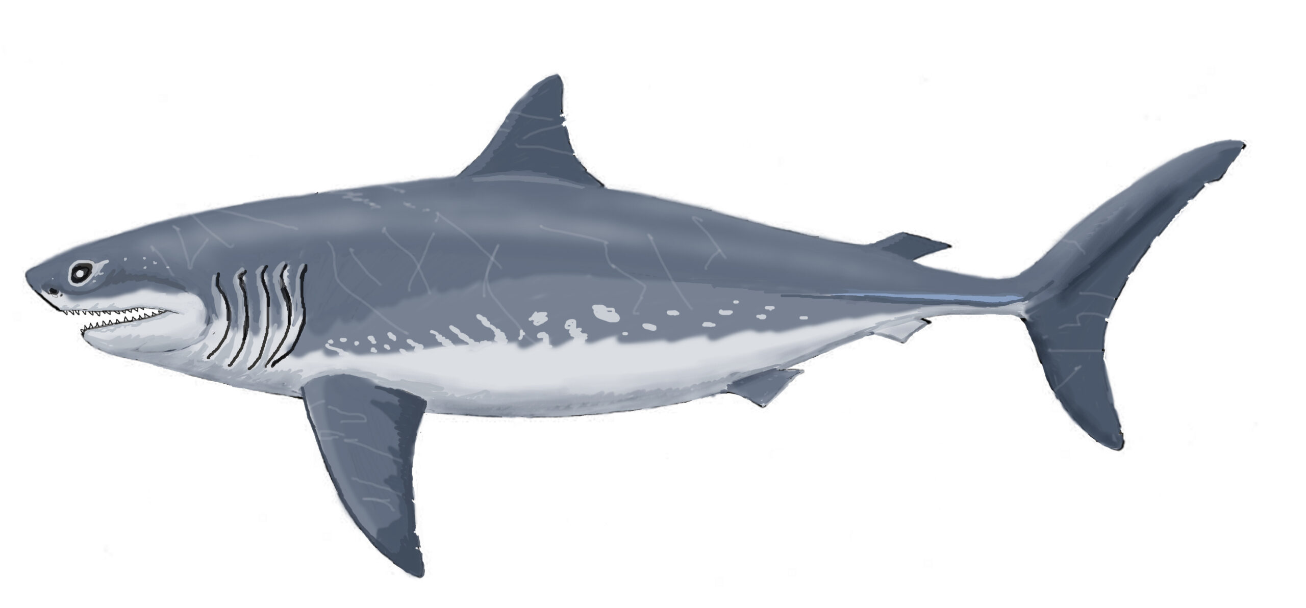Cretoxyrhina - The Ginsu Shark (Image Credits: Wikimedia)