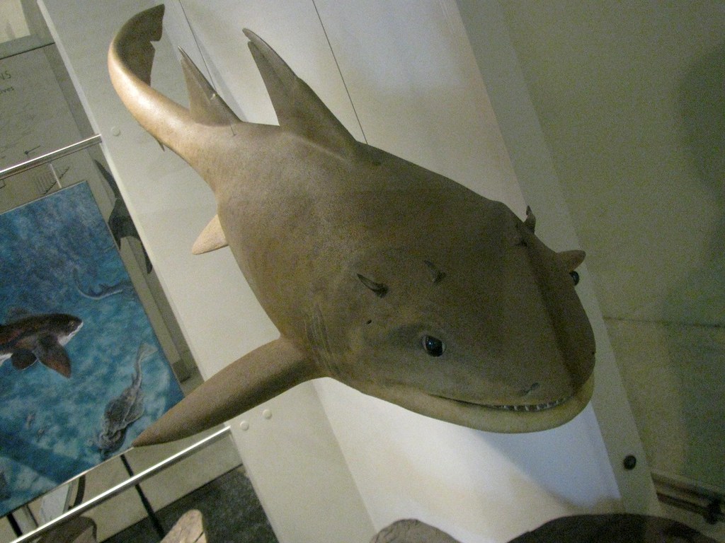 Hybodus - The Two-Toothed Survivor (Image Credits: Flickr)