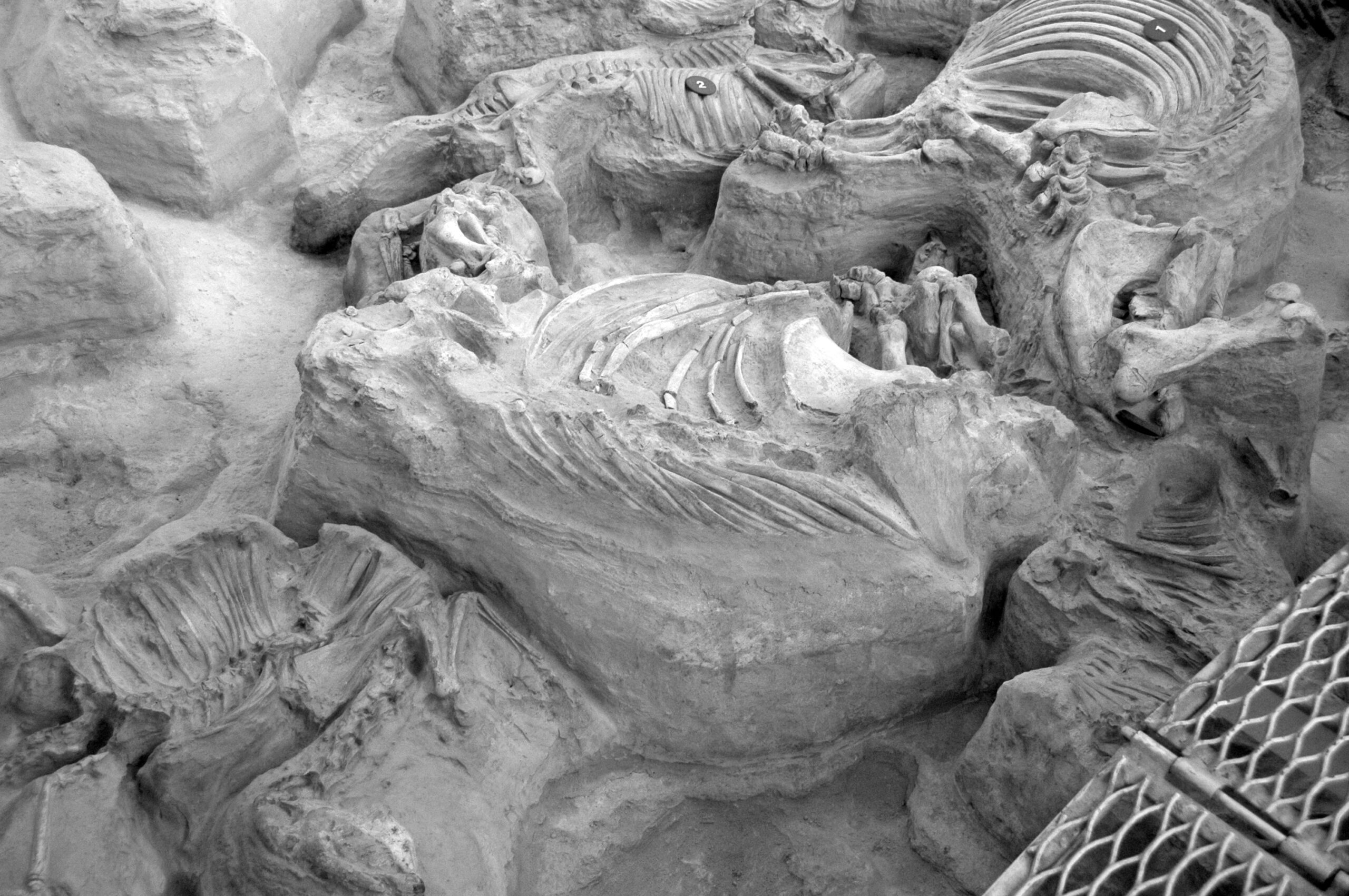 The Science Behind Volcanic Fossil Formation (Image Credits: Wikimedia)