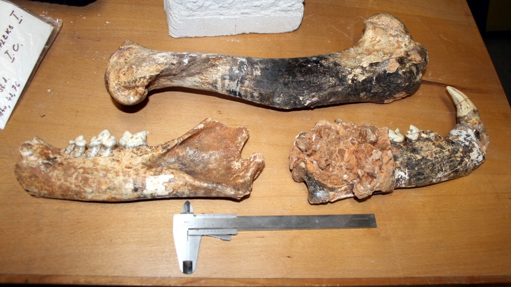 Temperature Thresholds for Fossil Survival (Image Credits: Wikimedia)