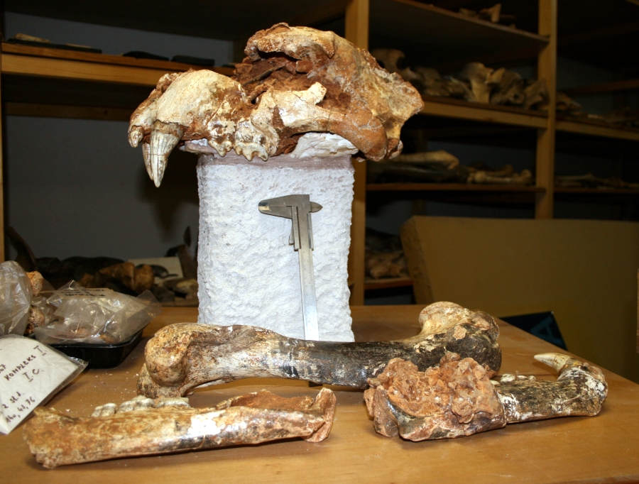 Mass Mortality Events and Fossil Assemblages (Image Credits: Wikimedia)