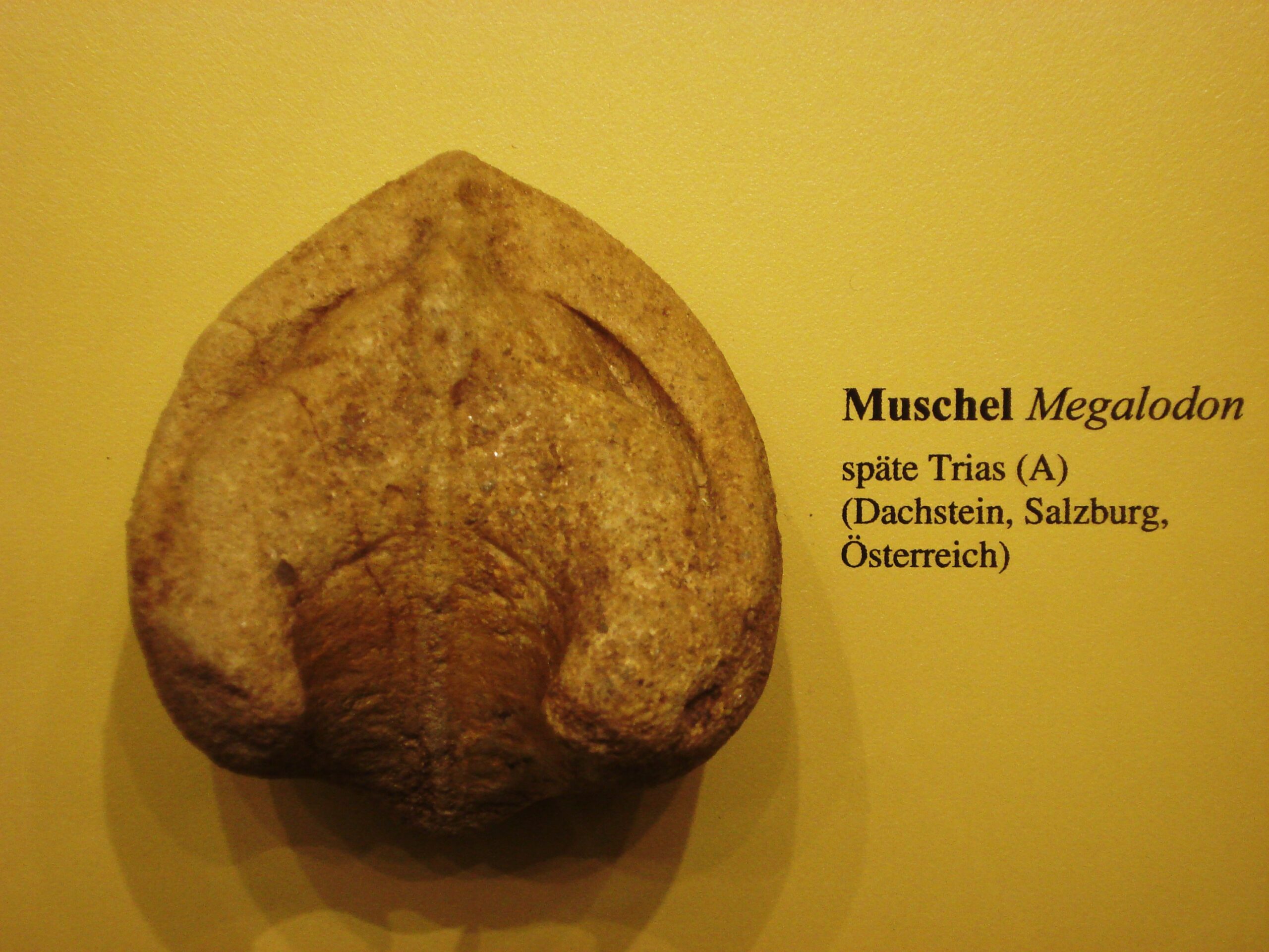 Expert Scientific Consensus (Image Credits: Wikimedia)