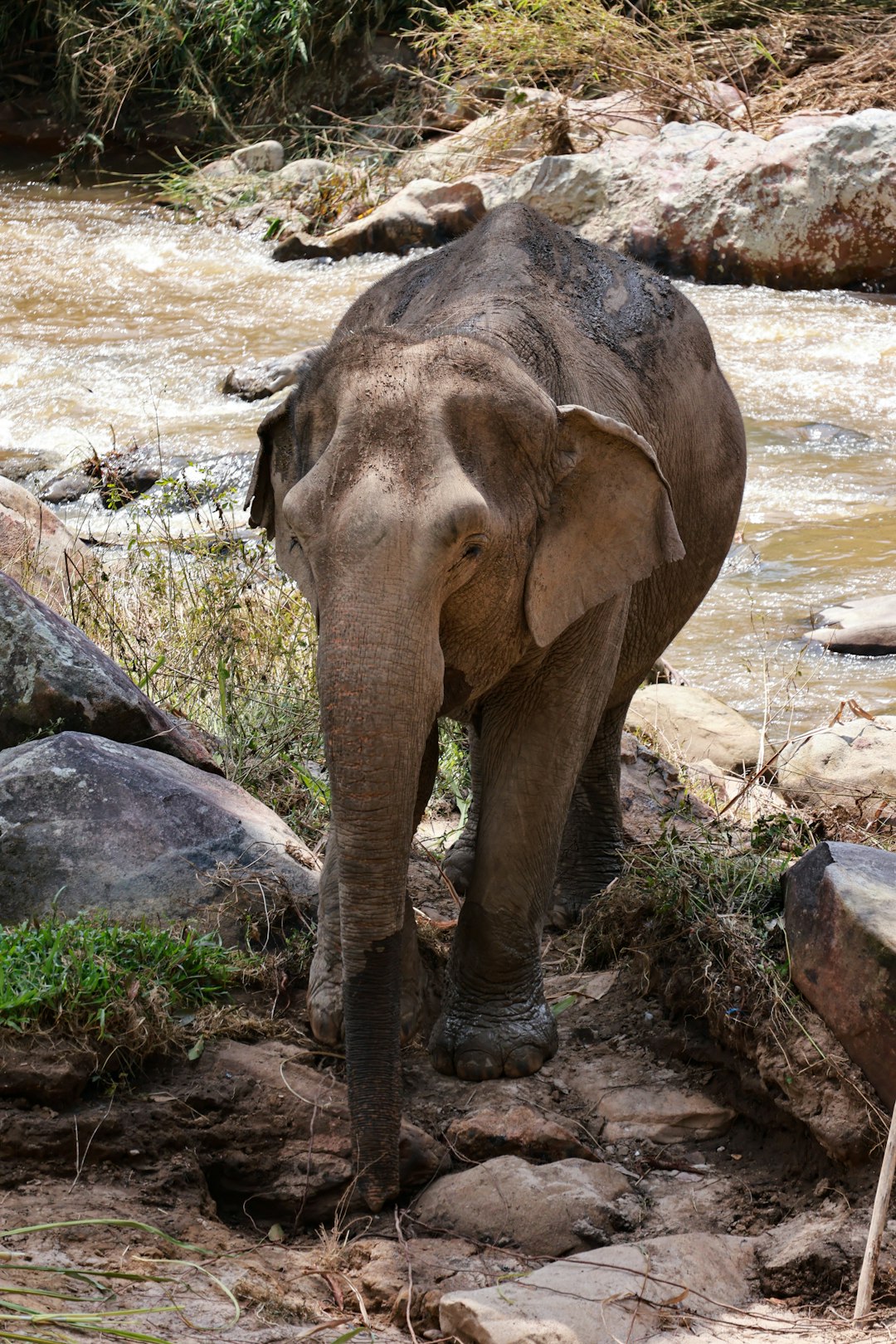 The Mammalian Explosion After Dinosaur Extinction (Image Credits: Unsplash)