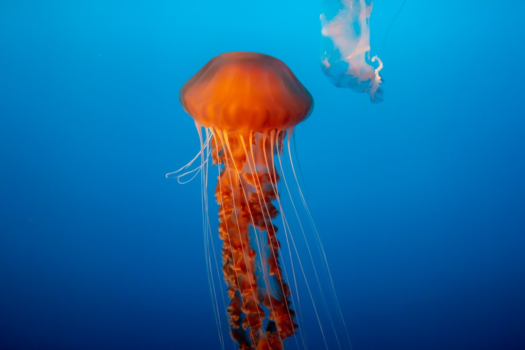Jellyfish: The Ultimate Ancient Drifters (Image Credits: Unsplash)
