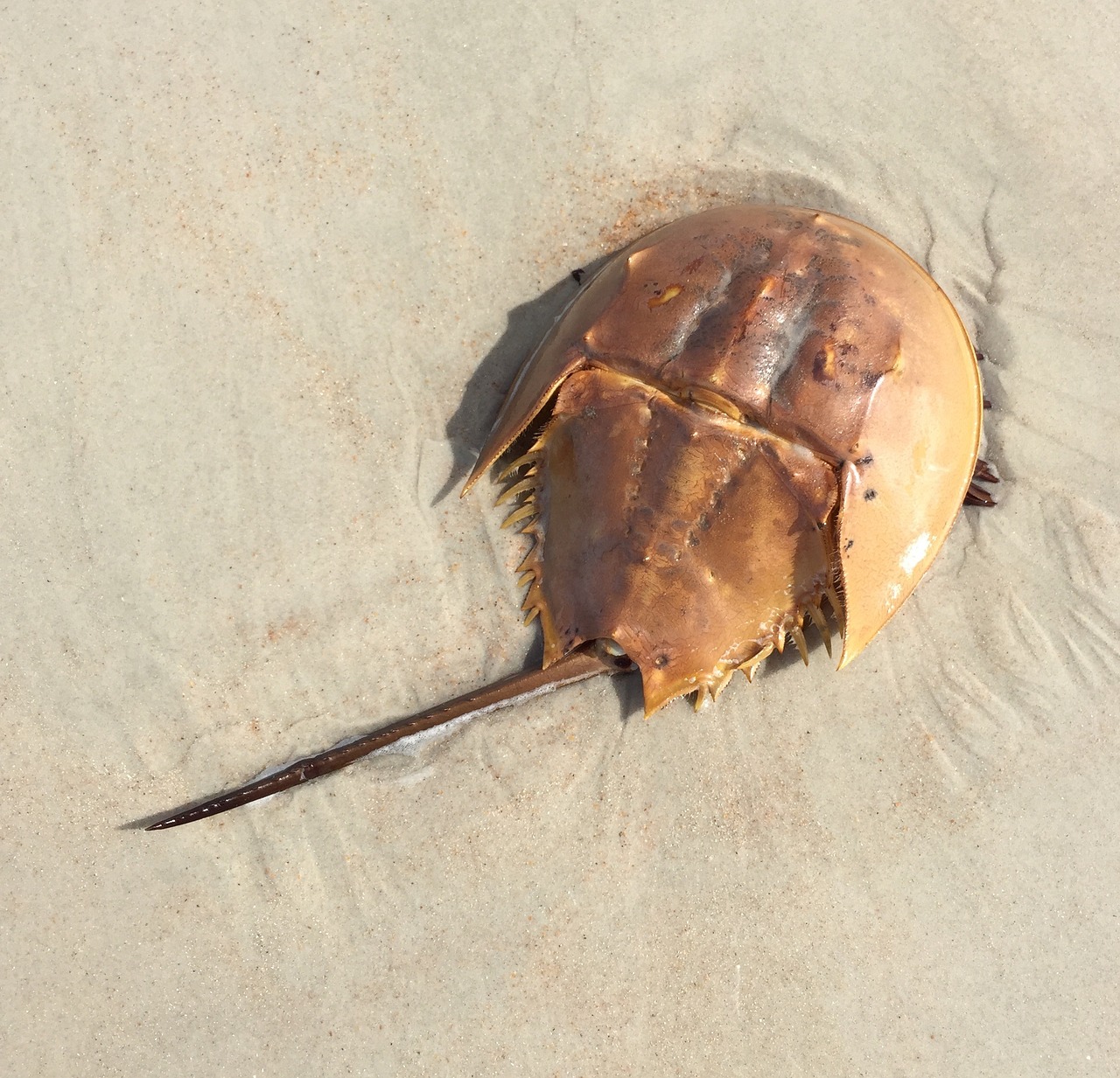 Horseshoe Crabs: More Ancient Than Their Name Suggests (Image Credits: Pixabay)