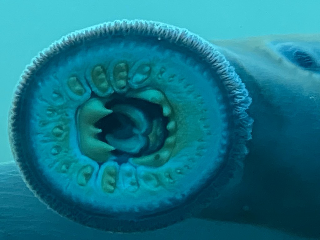 Lampreys: Blood-Sucking Survivors (Image Credits: Flickr)
