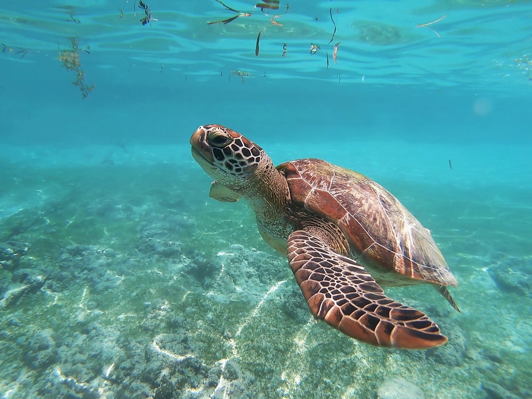 Sea Turtles: Ancient Mariners Still Swimming Strong (Image Credits: Unsplash)