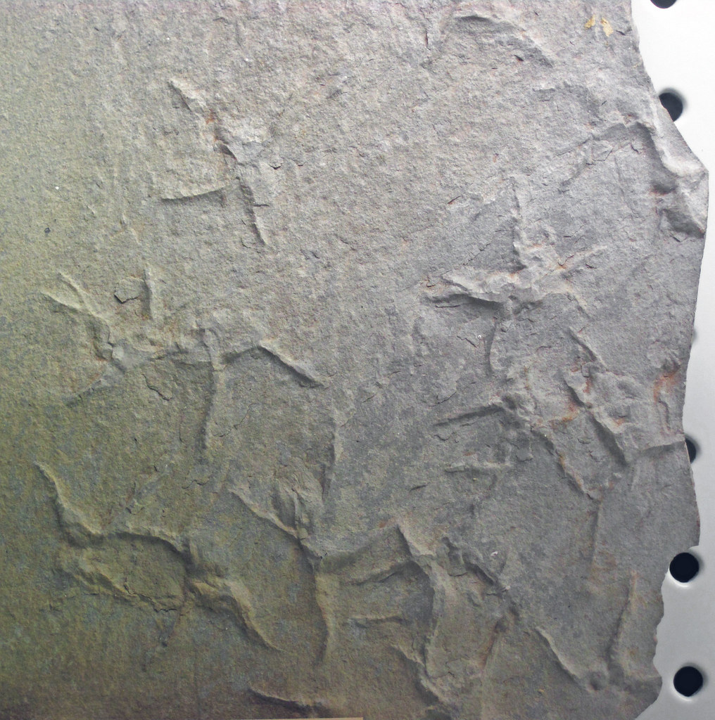 When Ancient Birds Left Their Mark (Image Credits: Flickr)