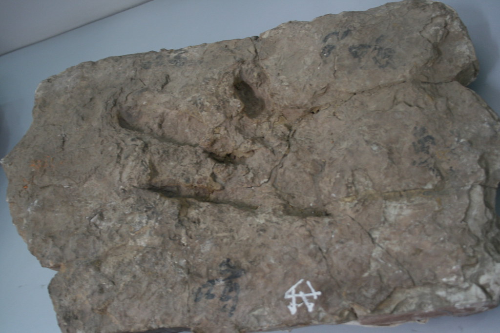 Mammalian Traces Tell Survival  (Image Credits: Flickr)