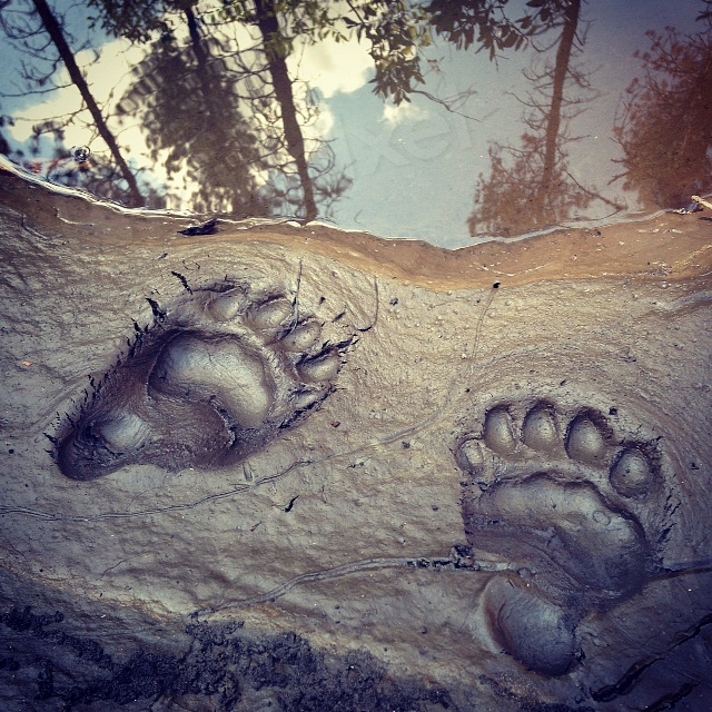 The Art of Track Preservation (Image Credits: Rawpixel)