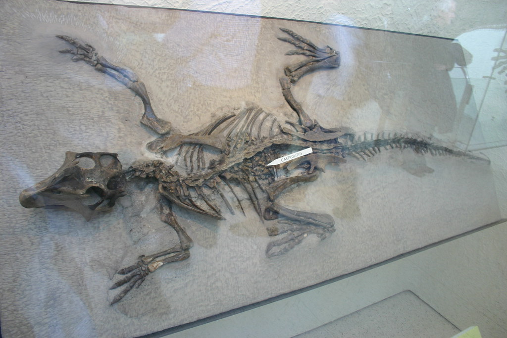 Stomach Stones Tell Migration Stories (Image Credits: Flickr)