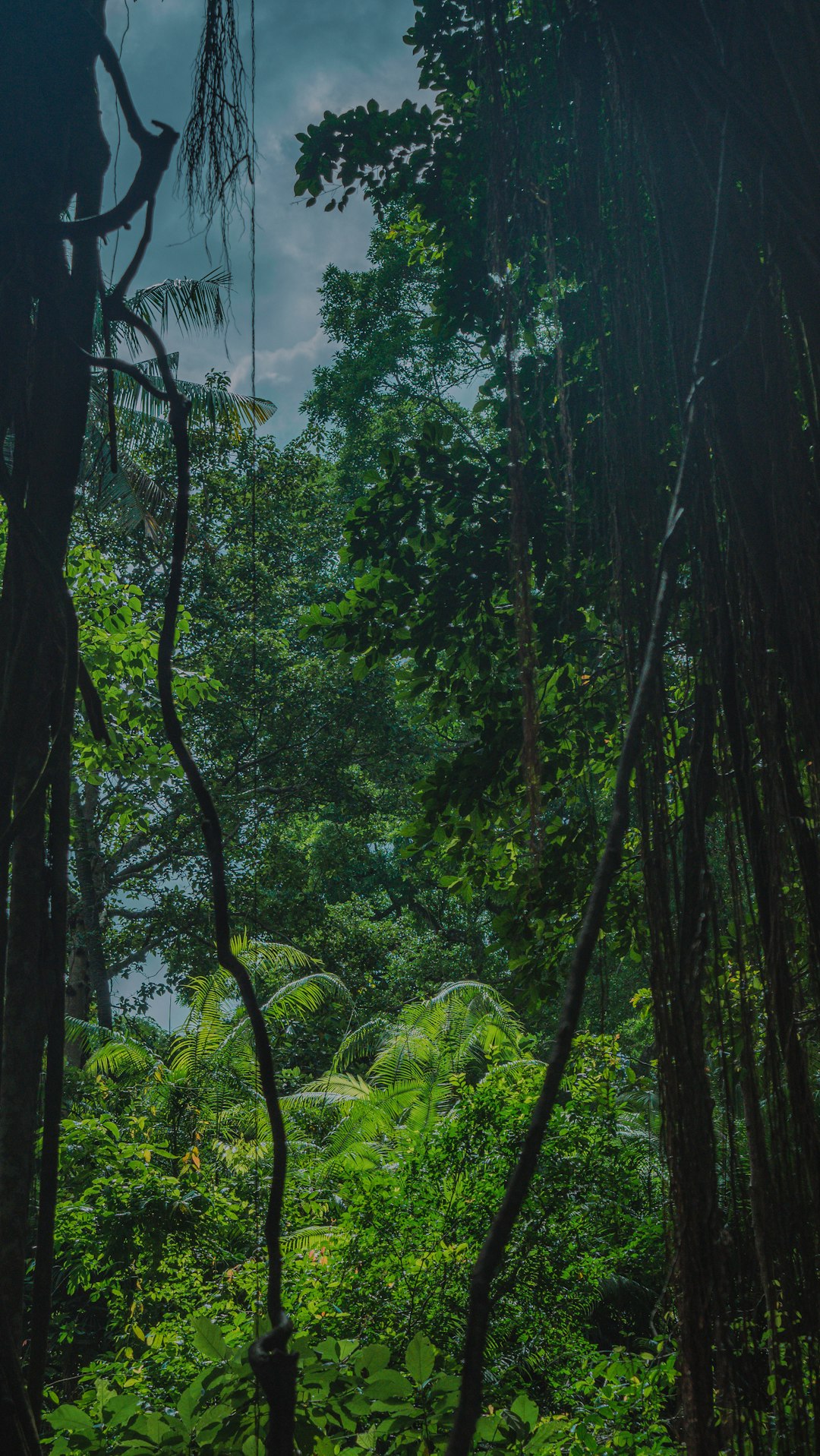 The Tropical Jungle Atmosphere (Image Credits: Unsplash)