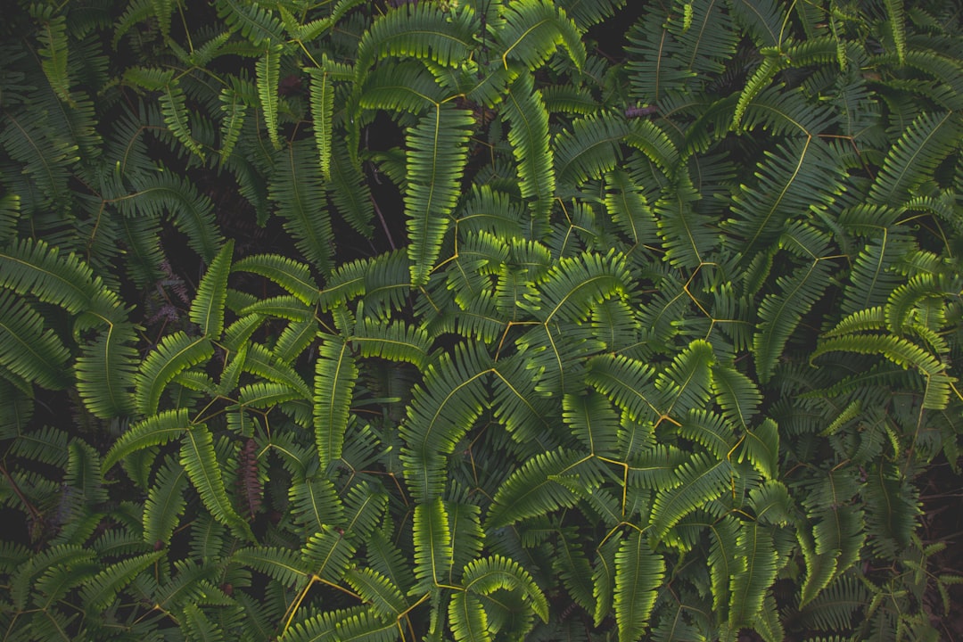 Ancient Plant Aromas Without Flowers (Image Credits: Unsplash)