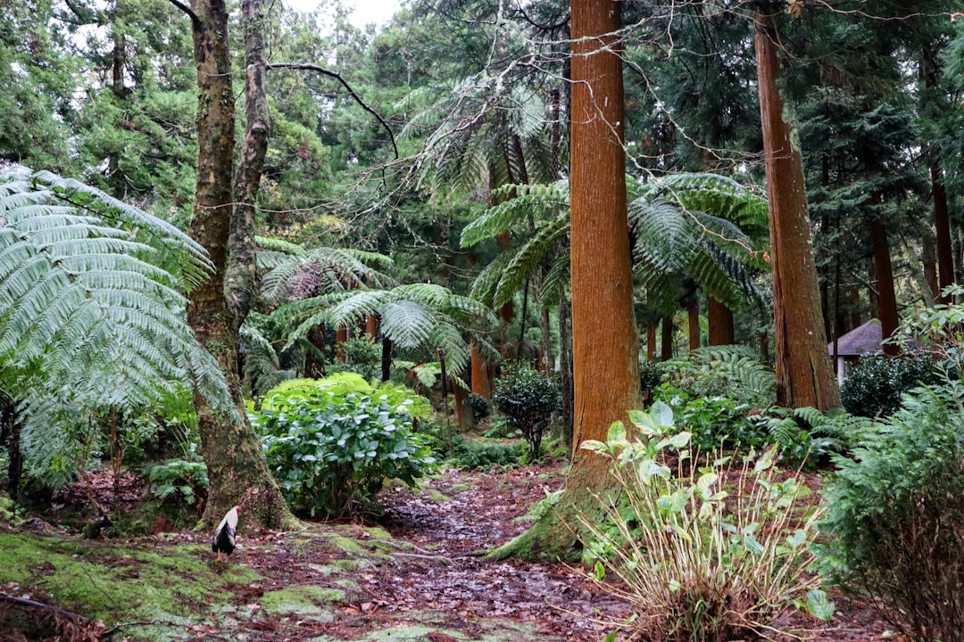 Dense, Humid Forest Floor Scents (Image Credits: Unsplash)