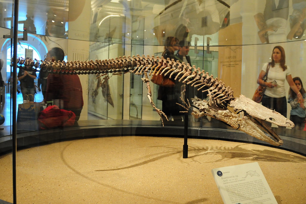 The Dawn of Giants: When Amphibians Ruled the Earth (Image Credits: Flickr)