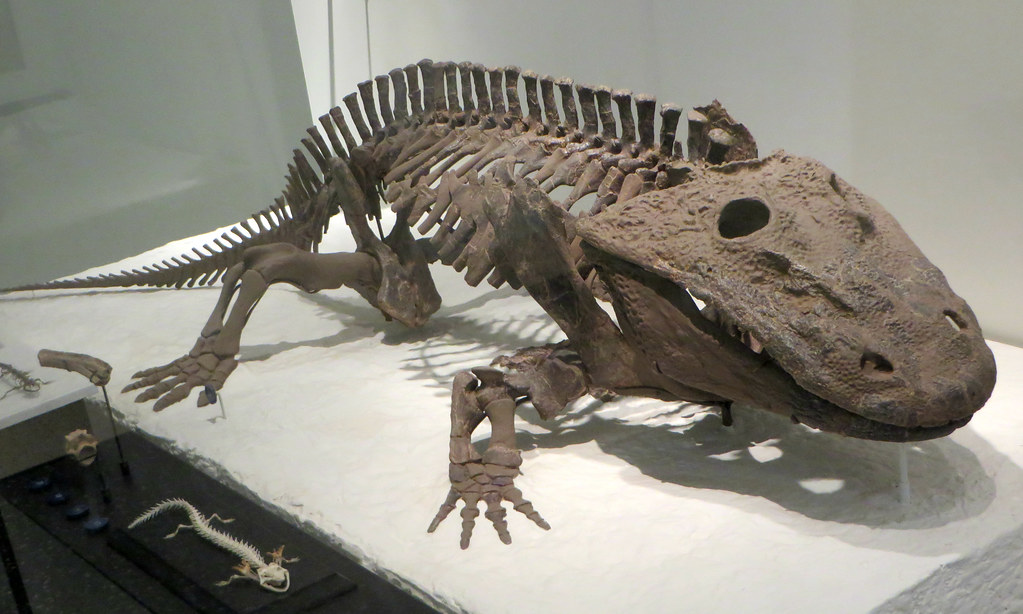 Size Matters: The True Giants Among Them (Image Credits: Flickr)