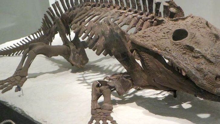The Giant Amphibians That Came Before the Dinosaurs