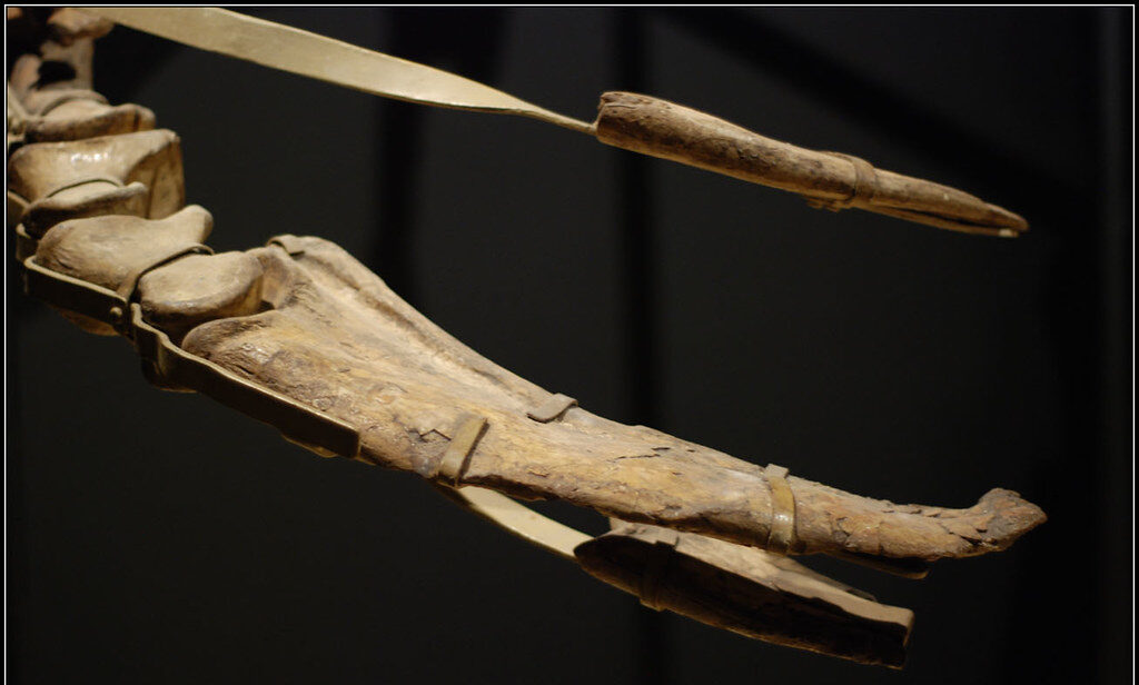 Claws That Broke Every Record in the Animal Kingdom