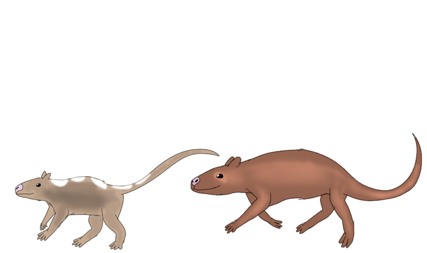 Small Size: The Ultimate Survival Advantage (Image Credits: Wikimedia)