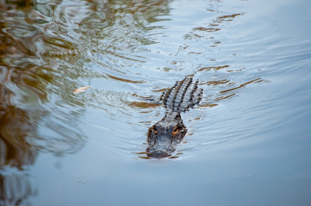 Aquatic Sanctuaries: Water as a Shield (Image Credits: Unsplash)