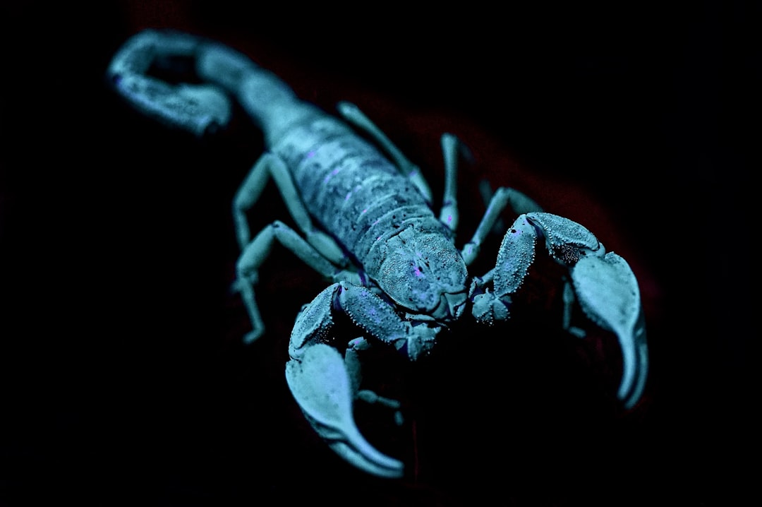 Scorpio: The Ultimate Shape-Shifter (Image Credits: Unsplash)