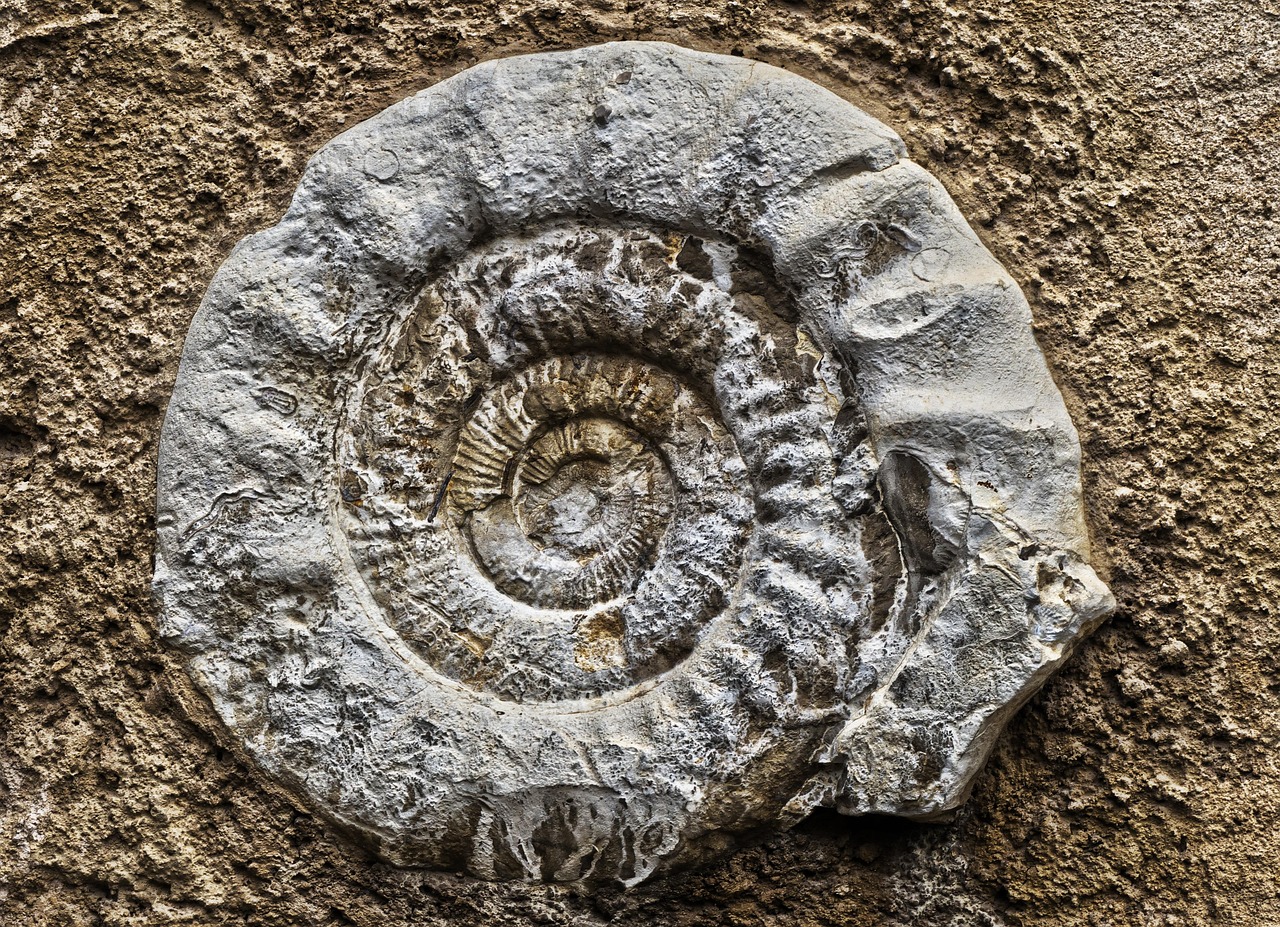 Ammonites: The Spiral Shell Chronicles (Image Credits: Pixabay)