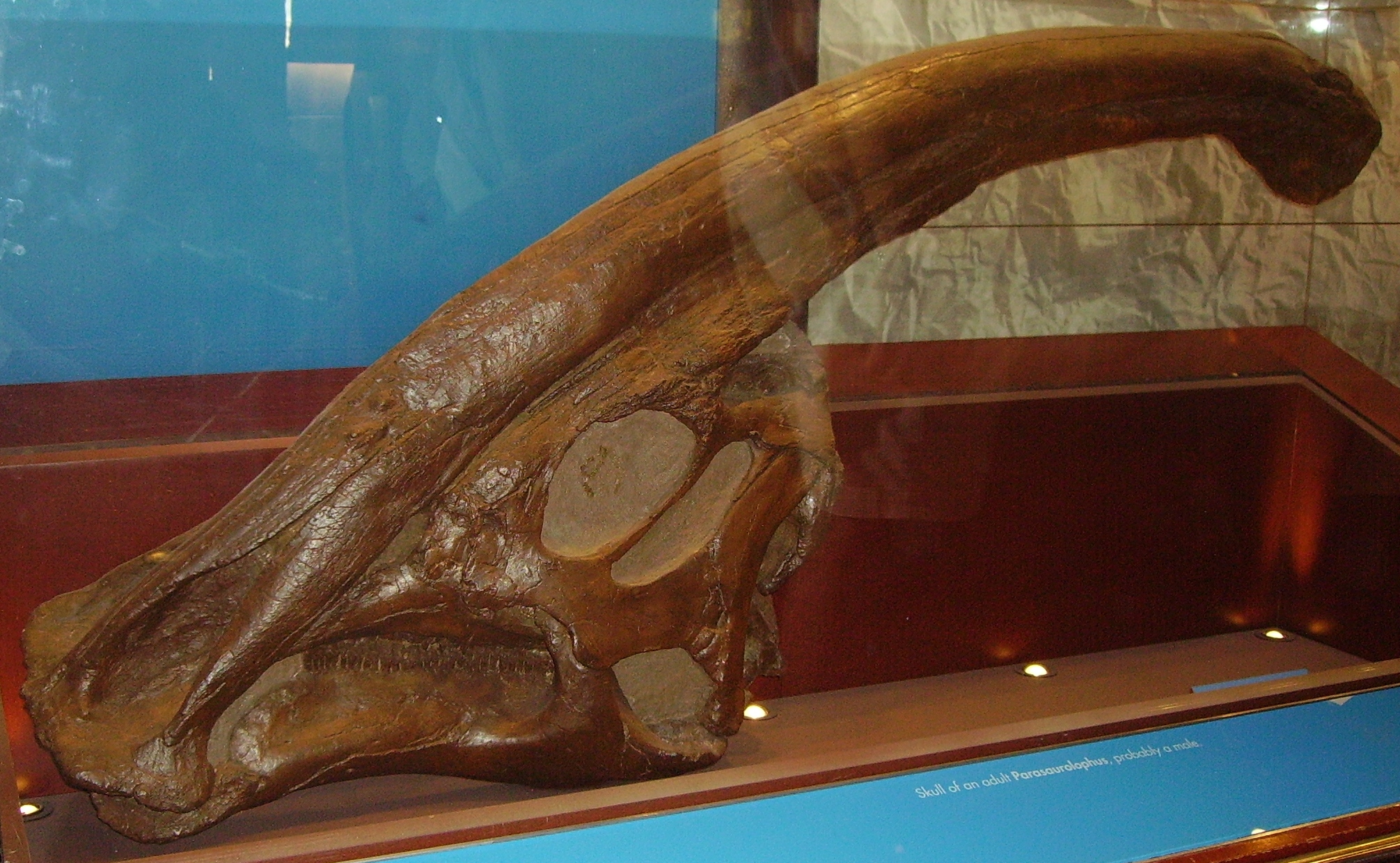 The Parasaurolophus Breakthrough (Image Credits: Wikimedia)