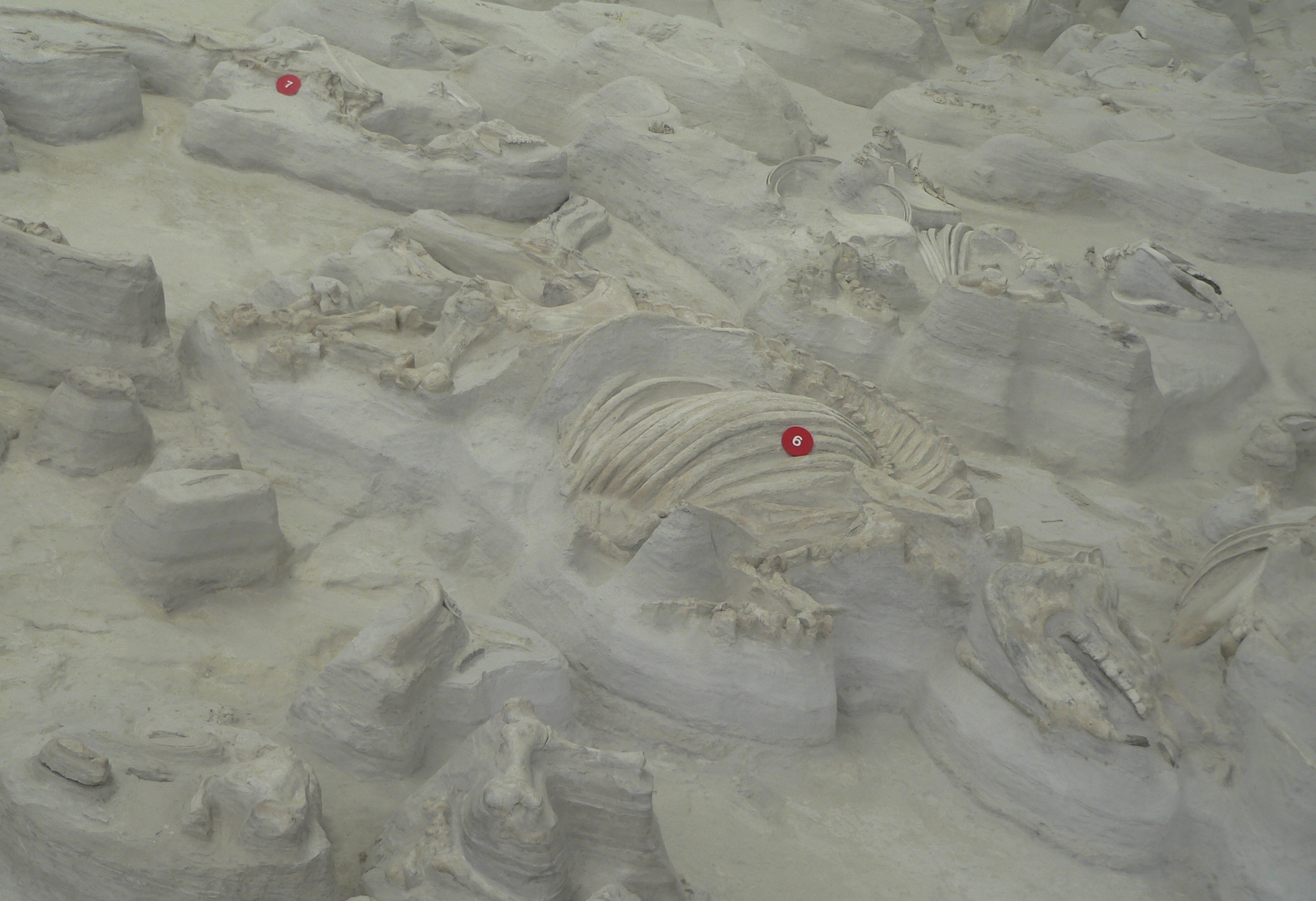 Ashfall Fossil Beds: Death from the Sky (Image Credits: Wikimedia)