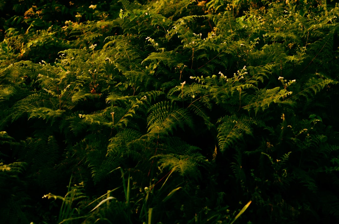 Rebuilding From the Ashes: The First Signs of Recovery (Image Credits: Unsplash)