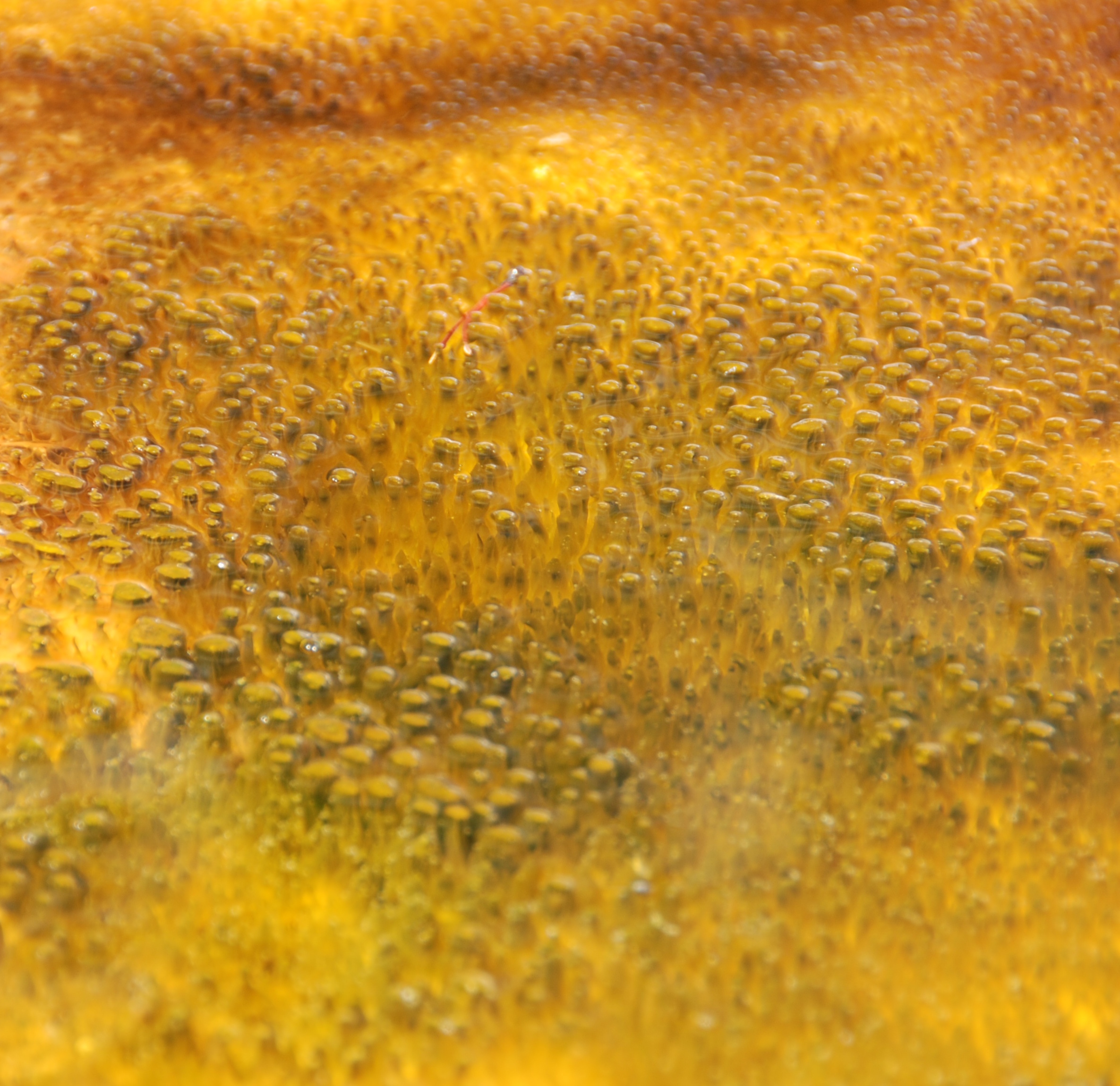 Microbial Mats: The Planet's First Land Colonizers (Image Credits: Wikimedia)