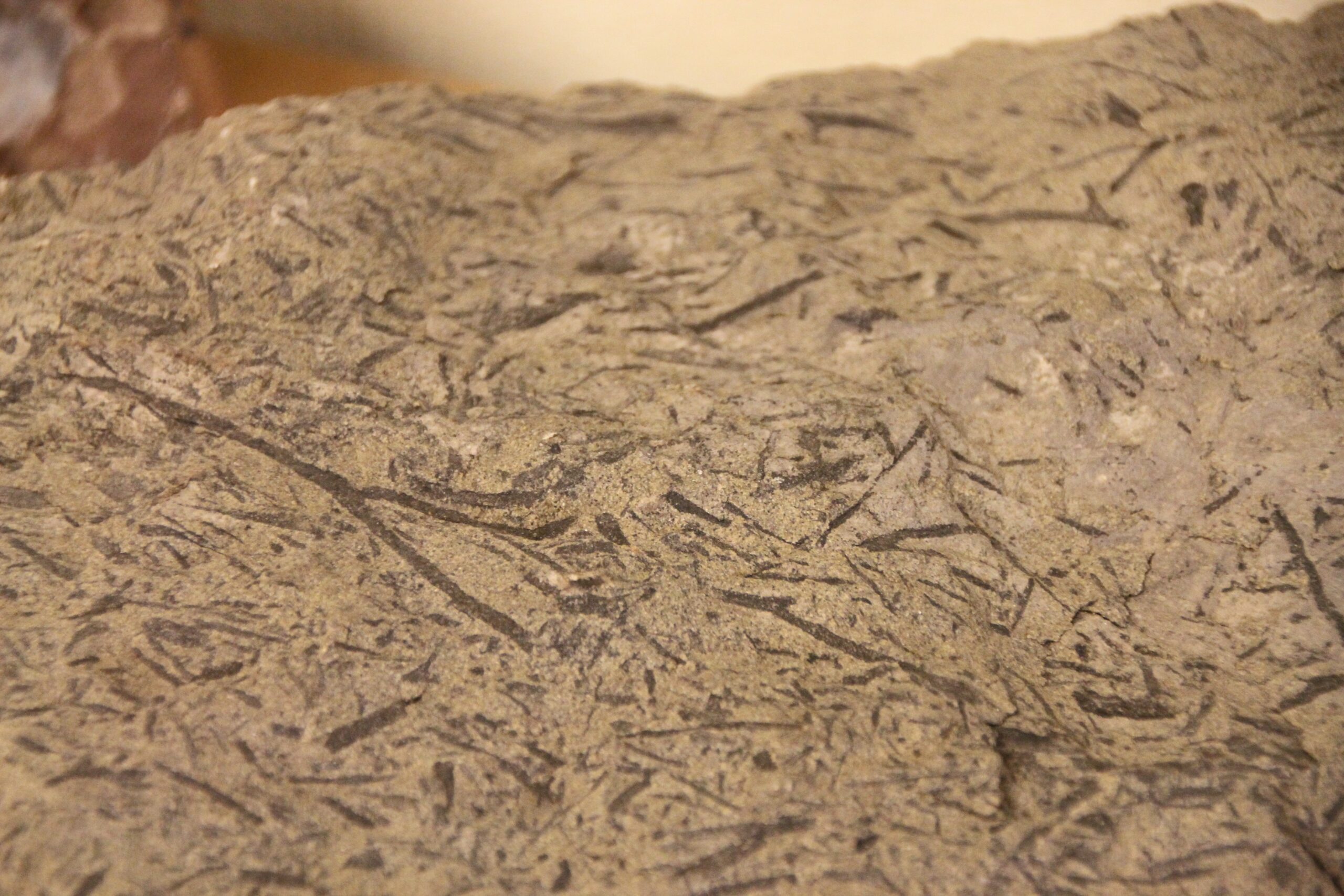 The First Brave Plants Venture onto Dry Land (Image Credits: Wikimedia)