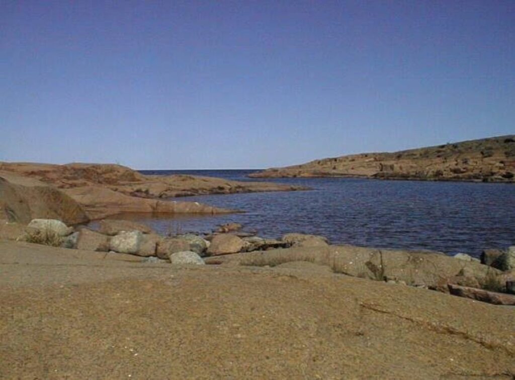 What Did Earth Look Like Before the First Trees Appeared?