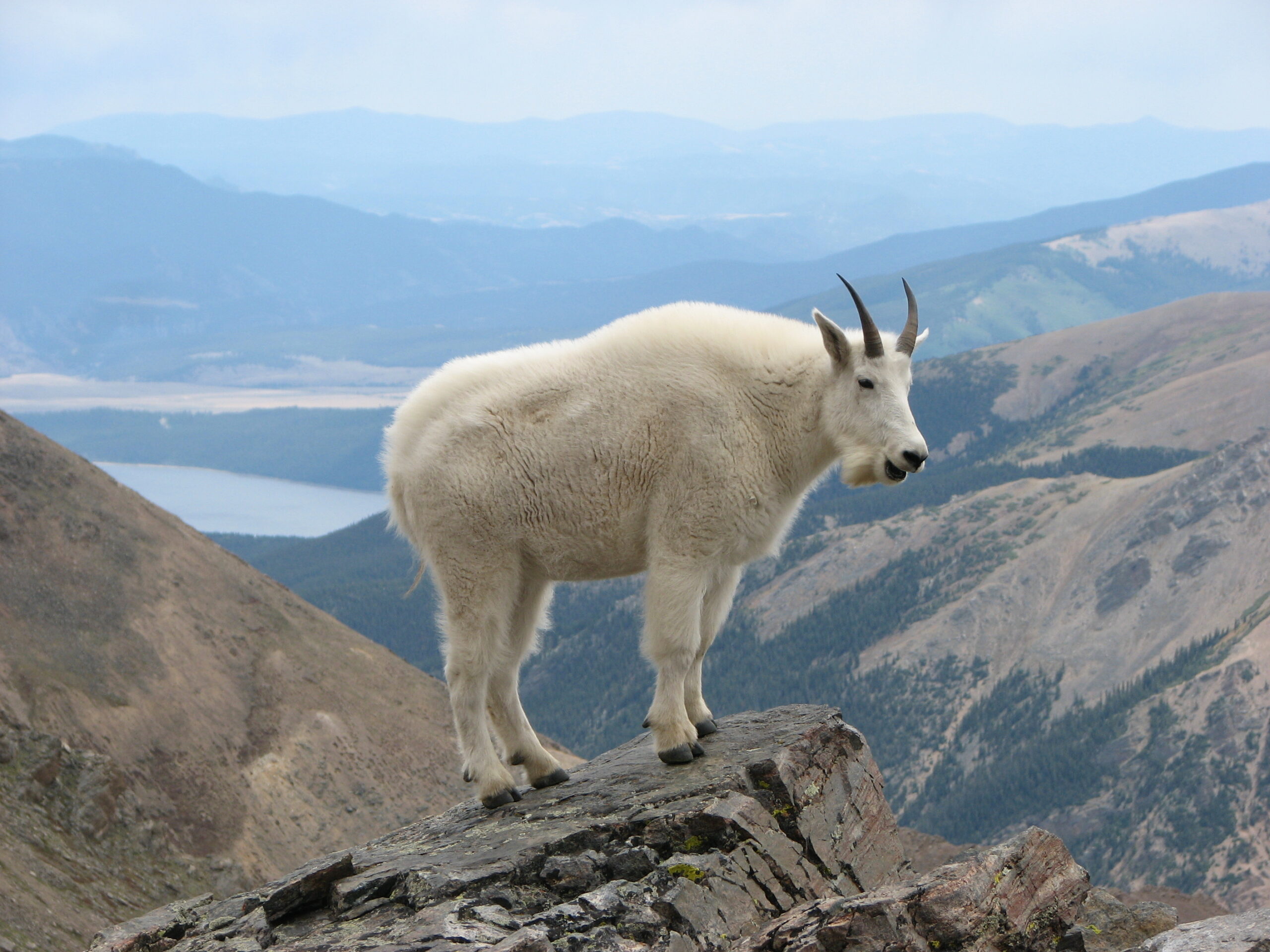 Capricorn - The Mountain Goat's Steady Ascent (Image Credits: Wikimedia)