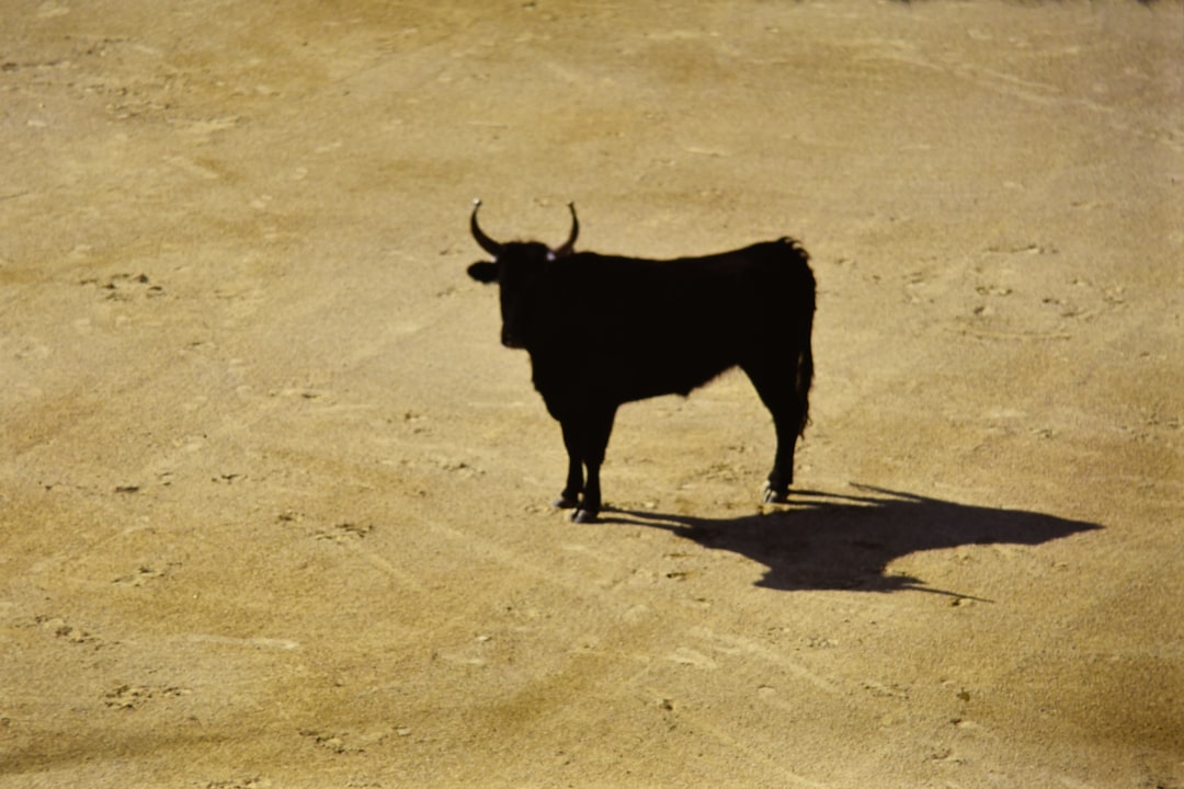 Taurus - The Steady Bull's Unwavering Persistence (Image Credits: Unsplash)