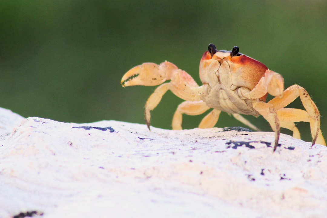 Cancer - The Crab's Protective Shell Strength (Image Credits: Unsplash)