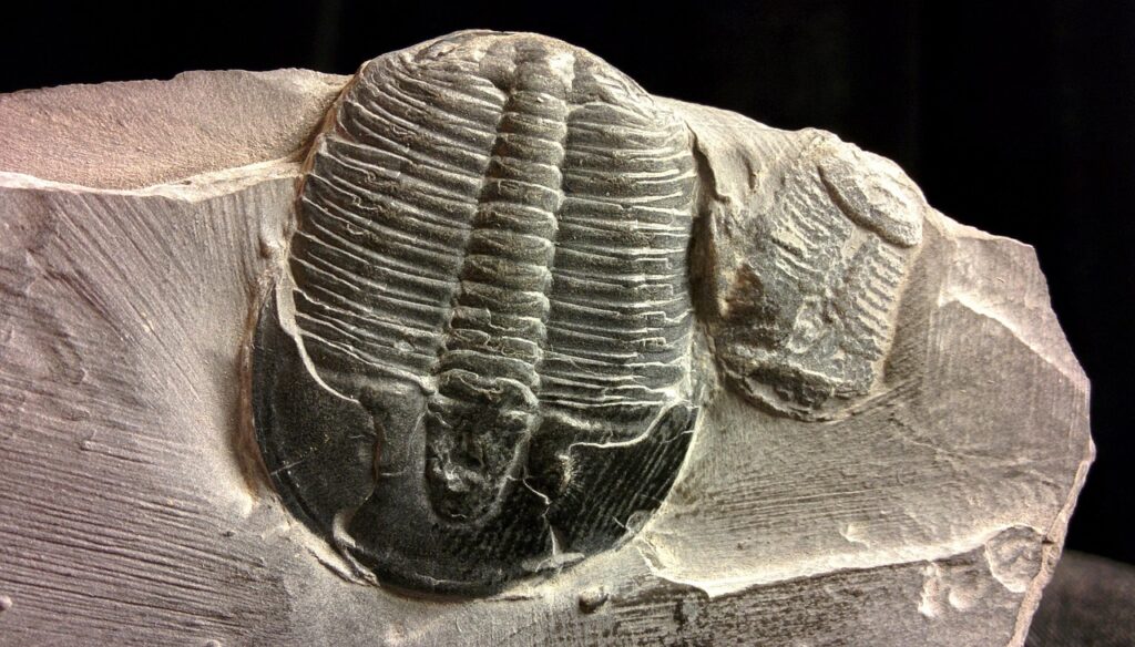 The Trilobite Defense System