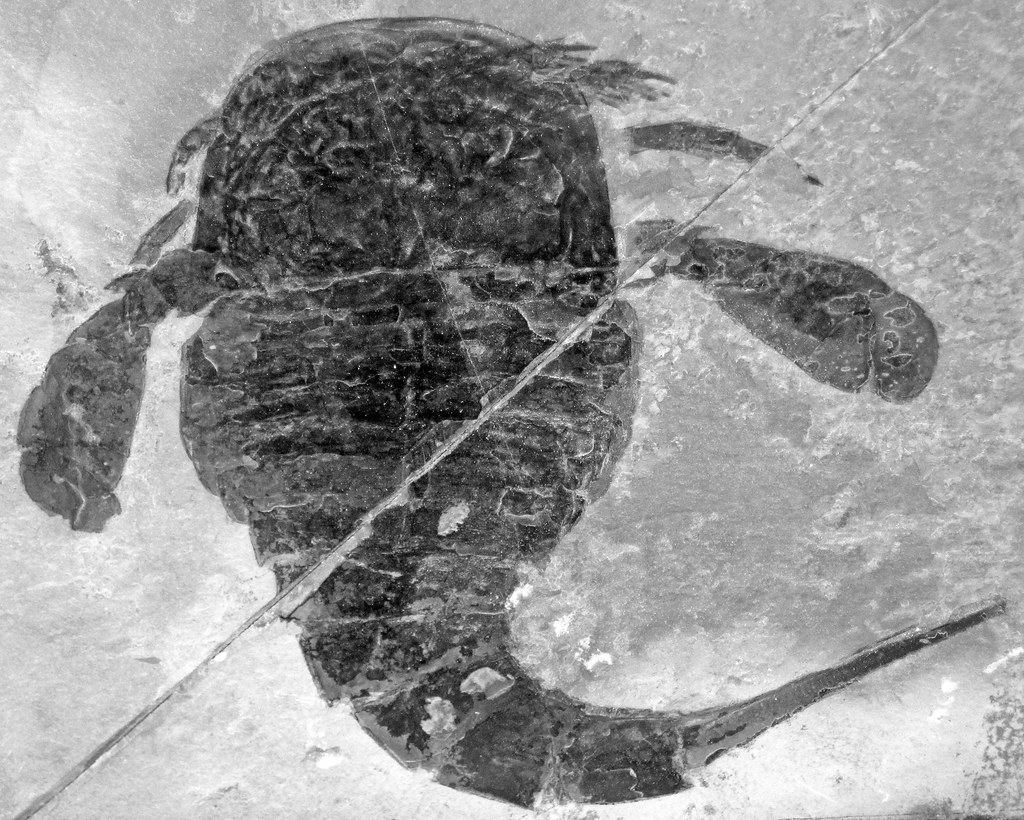 Sea Scorpions: The Armored Assassins (Image Credits: Flickr)