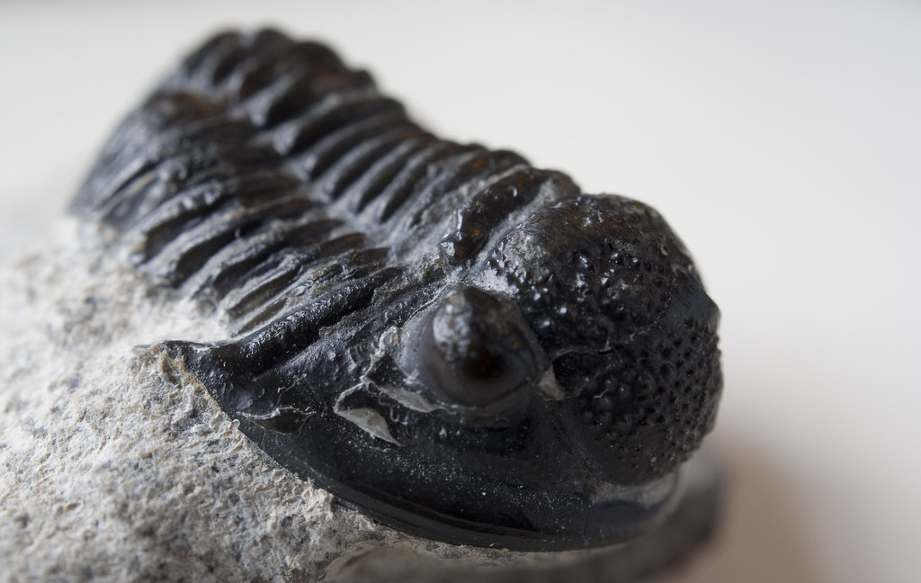 Legacy of the Armored Giants (Image Credits: Flickr)