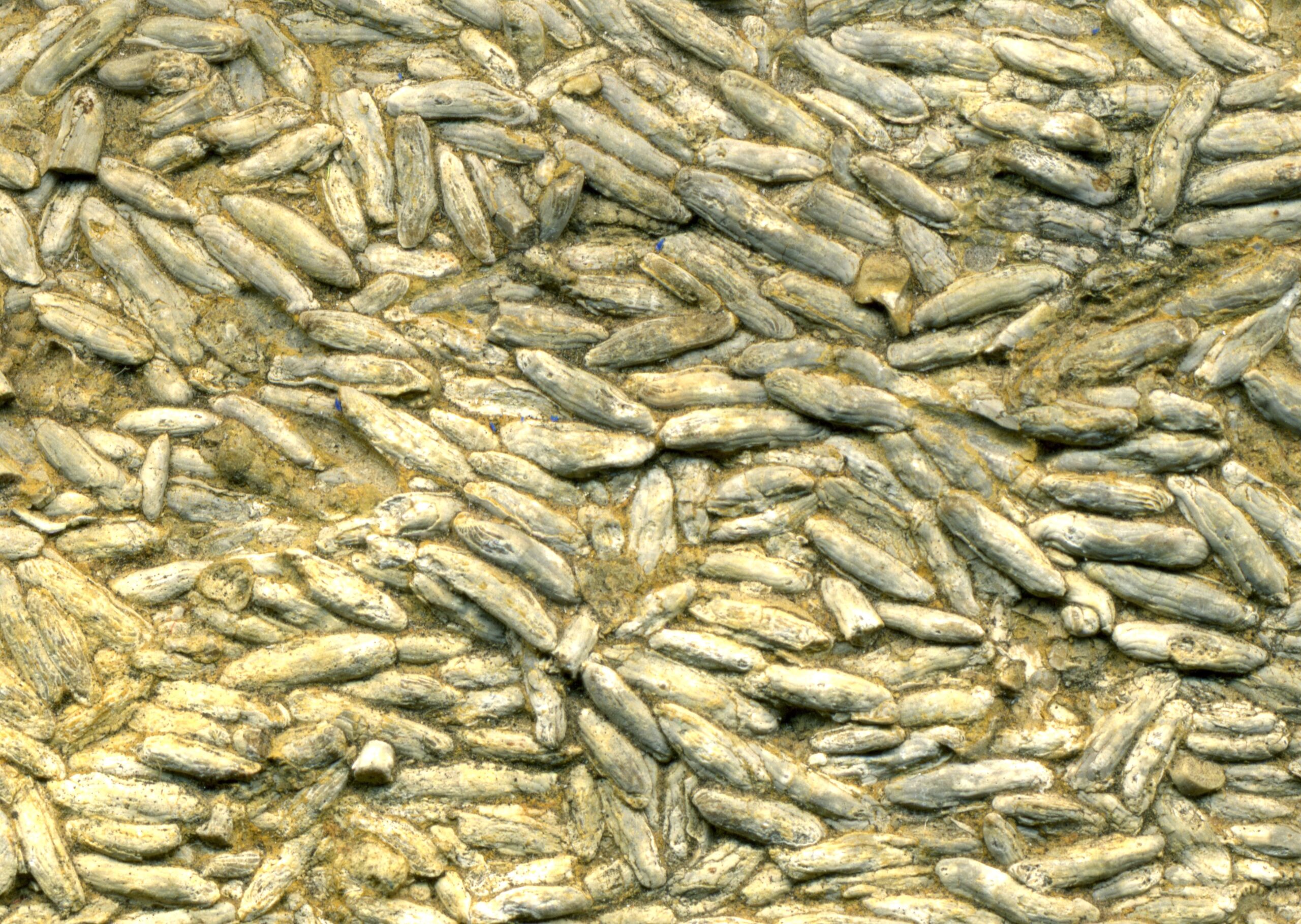 Fossil Detective Work - Reading Ancient Ocean Chemistry (Image Credits: Wikimedia)