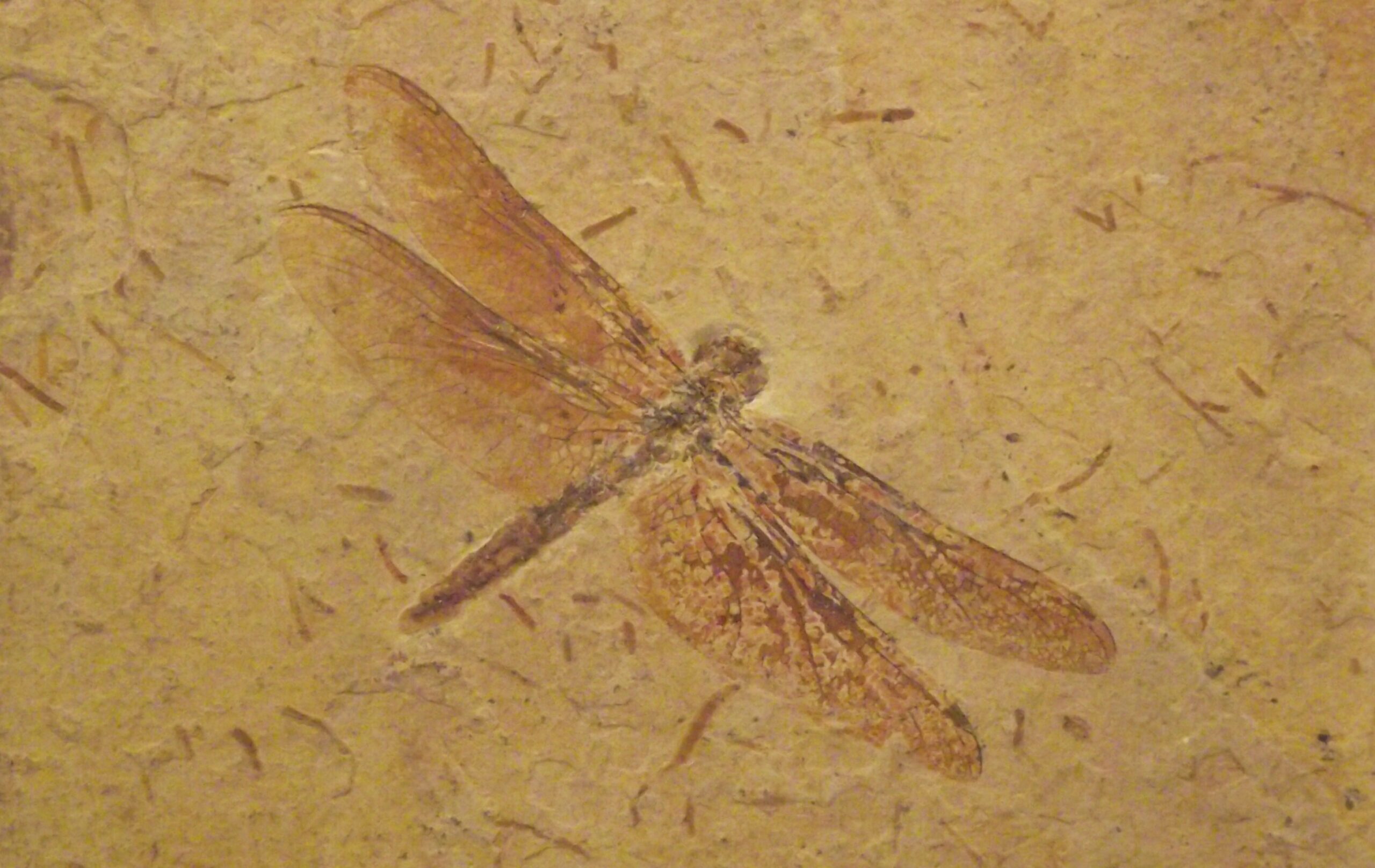 When Dragonflies Were the Size of Eagles (Image Credits: Wikimedia)