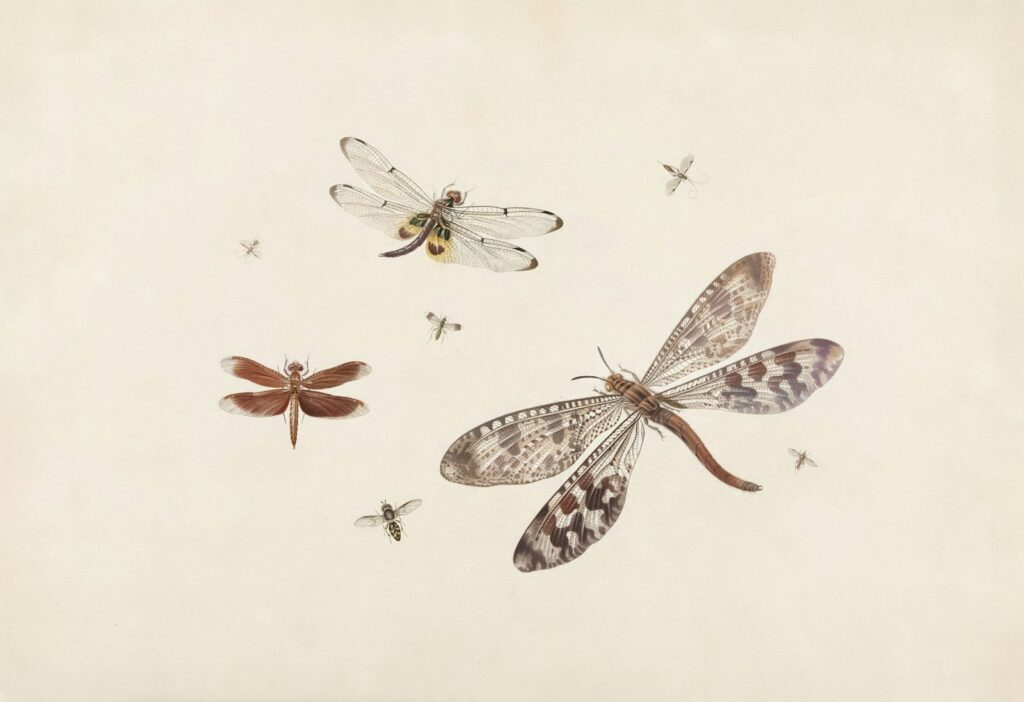 The Mysterious World of Six-Winged Insects 