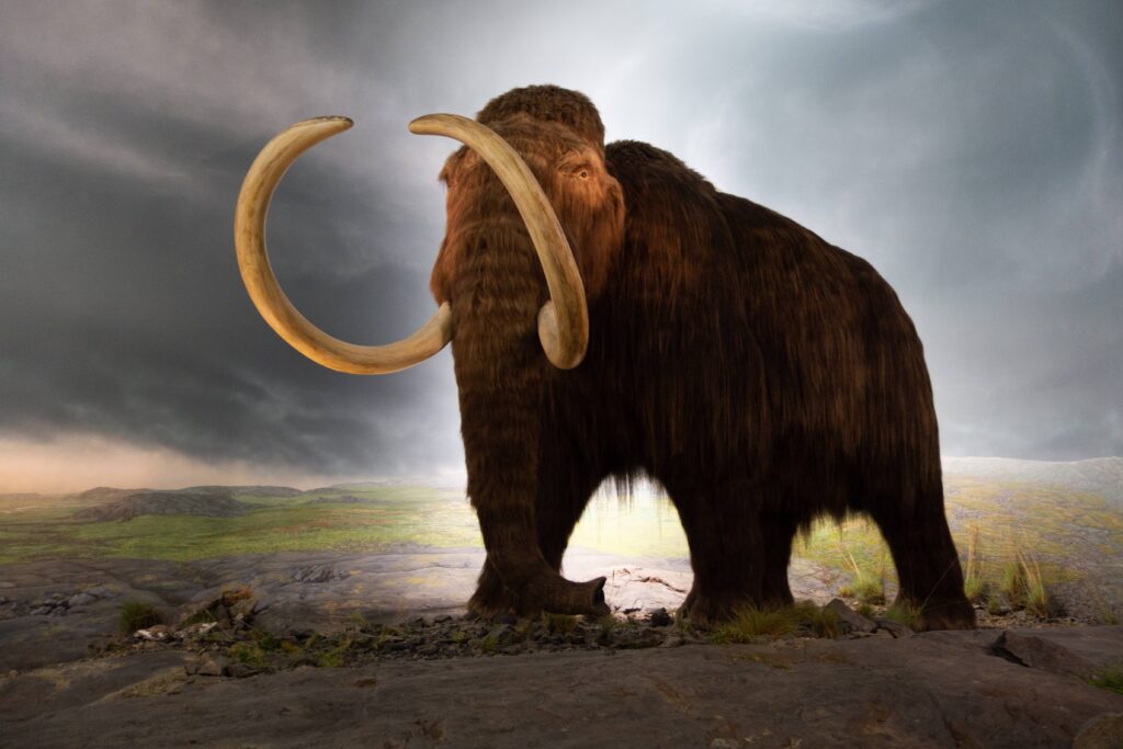 Could Mammoths Return Sooner Than Scientists Admit?