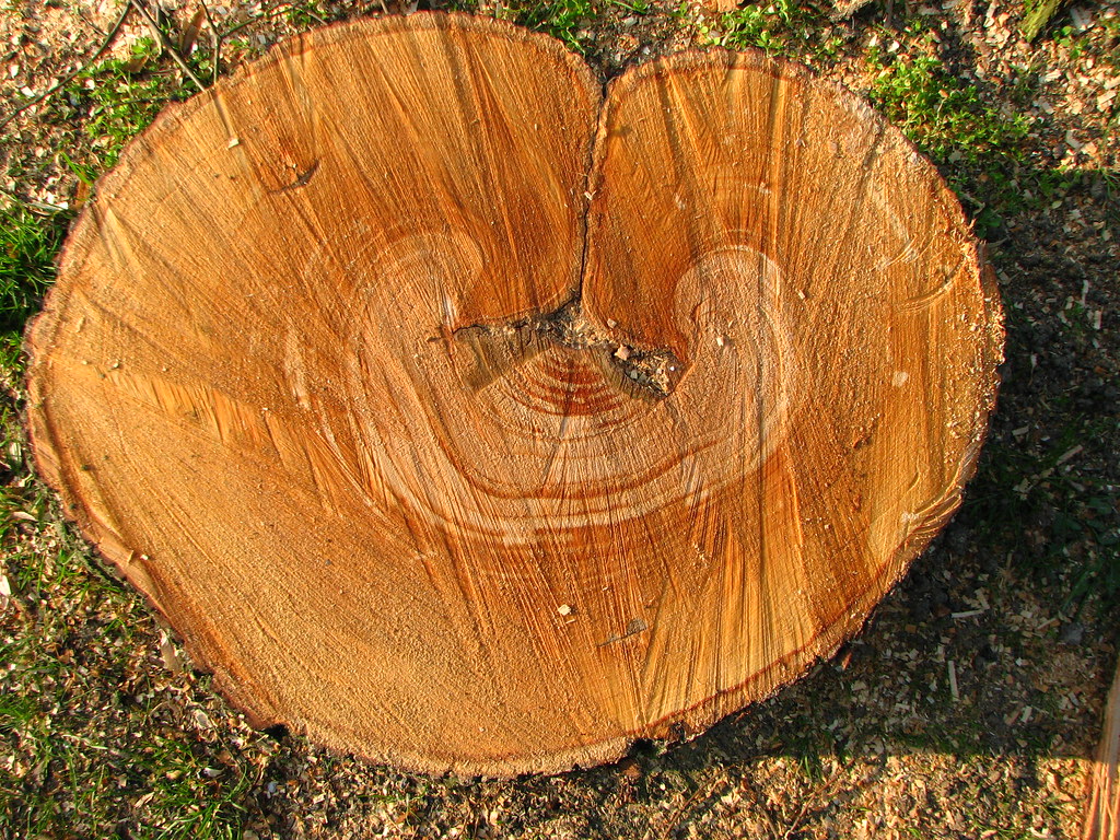 Tree-Ring Time Machines: Mega-Droughts, Solar Storms, and Volcanic Winters Decoded