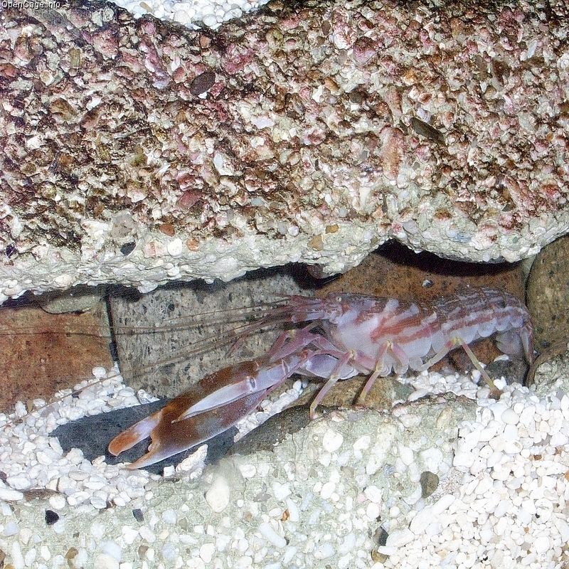 The Shrimp That Creates Plasma With Its Claws