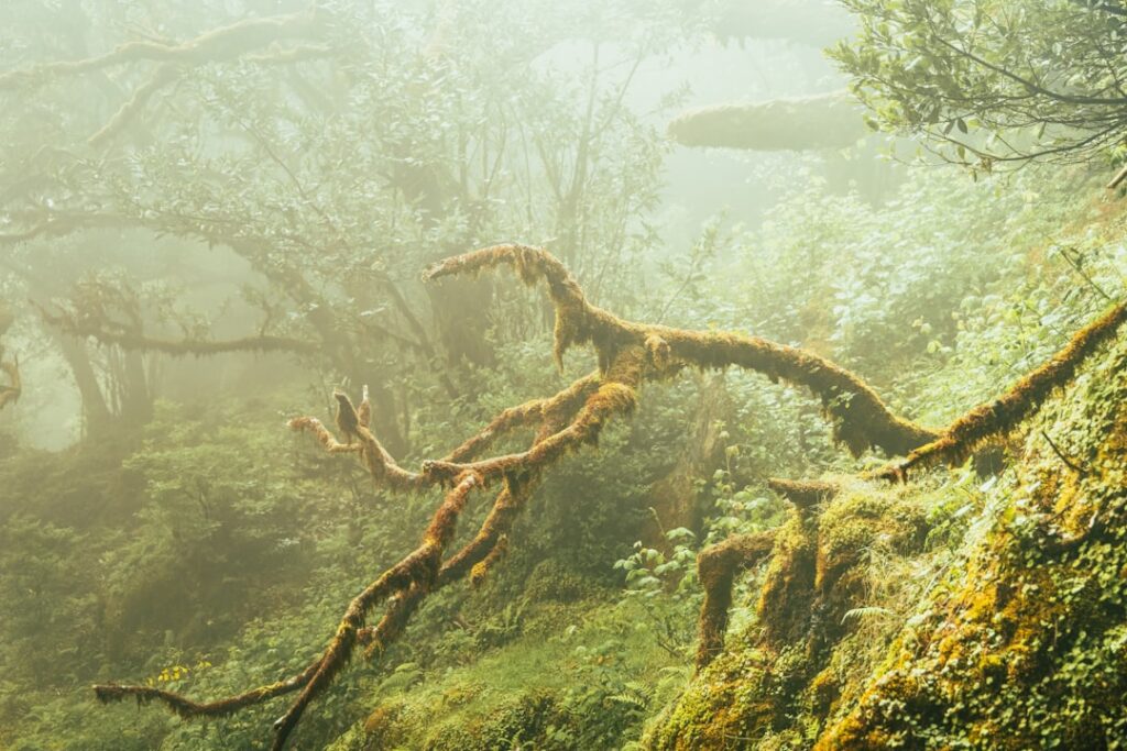 Your Zodiac as a Prehistoric Ecosystem - Which One Thrives Under Pressure?