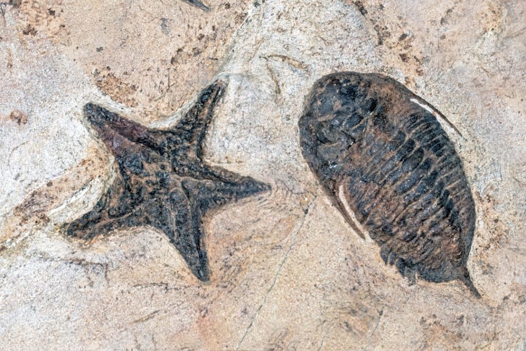 The Fossil You'd Leave Behind - According to Your Rising, Moon, and Sun