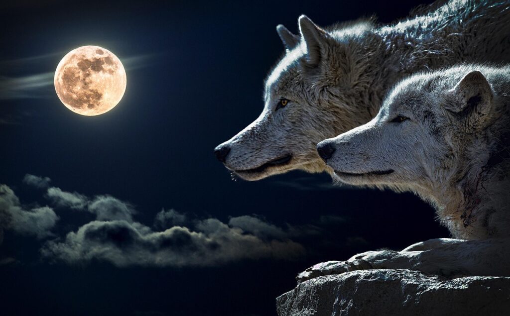 Which Zodiac Sign Aligns with the Wolf's Loyalty and Instinct?