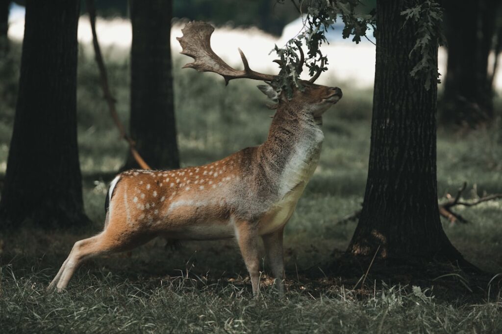 Which Zodiac Sign Embodies the Grace and Agility of the Deer?